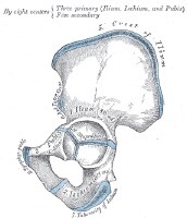 Hip Joint Anatomy: Overview, Gross Anatomy