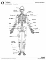 Skeletal System Anatomy in Adults: Overview, Gross Anatomy, Microscopic ...