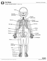 Skeletal System Anatomy in Children and Toddlers: Overview, Gross ...