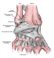 Wrist Joint Anatomy: Overview, Gross Anatomy, Natural Variants