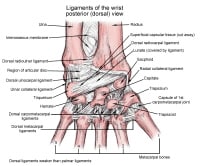 Wrist Joint Anatomy: Overview, Gross Anatomy, Natural Variants