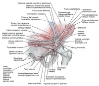 Inguinal Ligament Anatomy