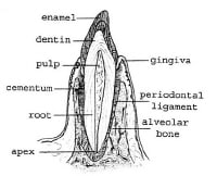 Tooth Anatomy