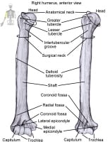 Humerus. This is sole bone of upper arm and has bo