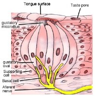 Taste System Anatomy: Overview, Gross Anatomy, Microscopic Anatomy