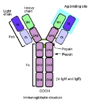 Immune System Anatomy