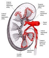 Kidney Anatomy: Overview, Gross Anatomy, Microscopic Anatomy