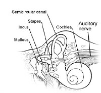 Ear Anatomy