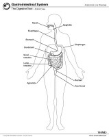 Small Intestine Anatomy