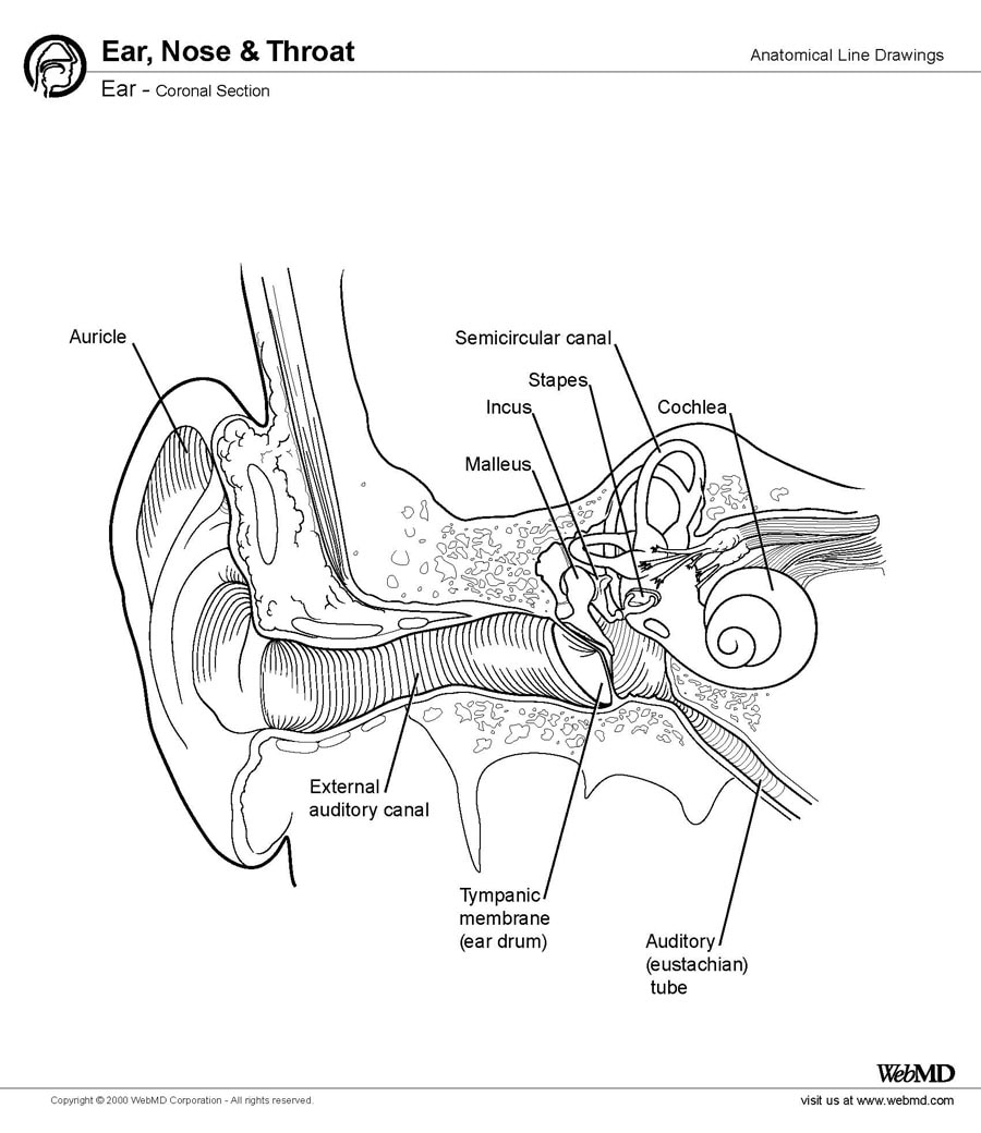 Vestibular System Dog