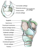 Bullard Laryngoscopy