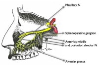 Maxillary Nerve Block