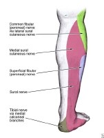 Superficial Peroneal Nerve Block: Overview, Indications, Contraindications