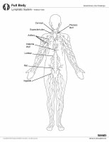 Lymphedema: Practice Essentials, Pathophysiology, Etiology