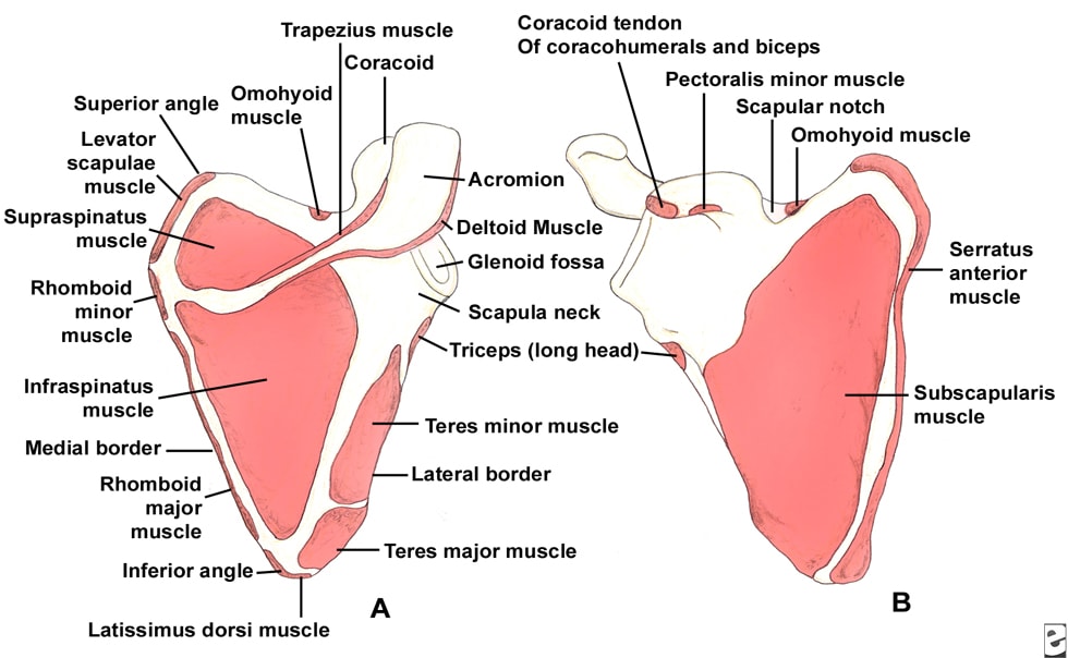 HANNGILL'S FITNESS CENTER | SCAPULAR FRACTURE - Daum 카페