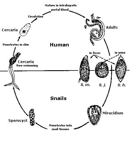 Жизненный цикл шистосомы схема