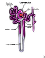 Poststreptococcal Glomerulonephritis: Background, Pathophysiology ...