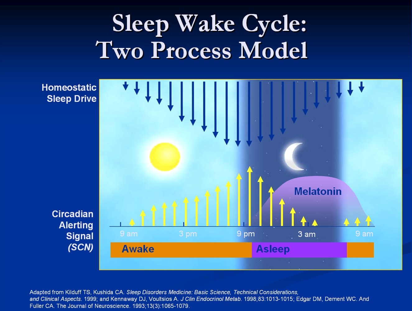 Sleep Wake Cycle. Функция Sleep / Wake. Мелатонин и синий свет. The homeostatic model Assessment что это такое.