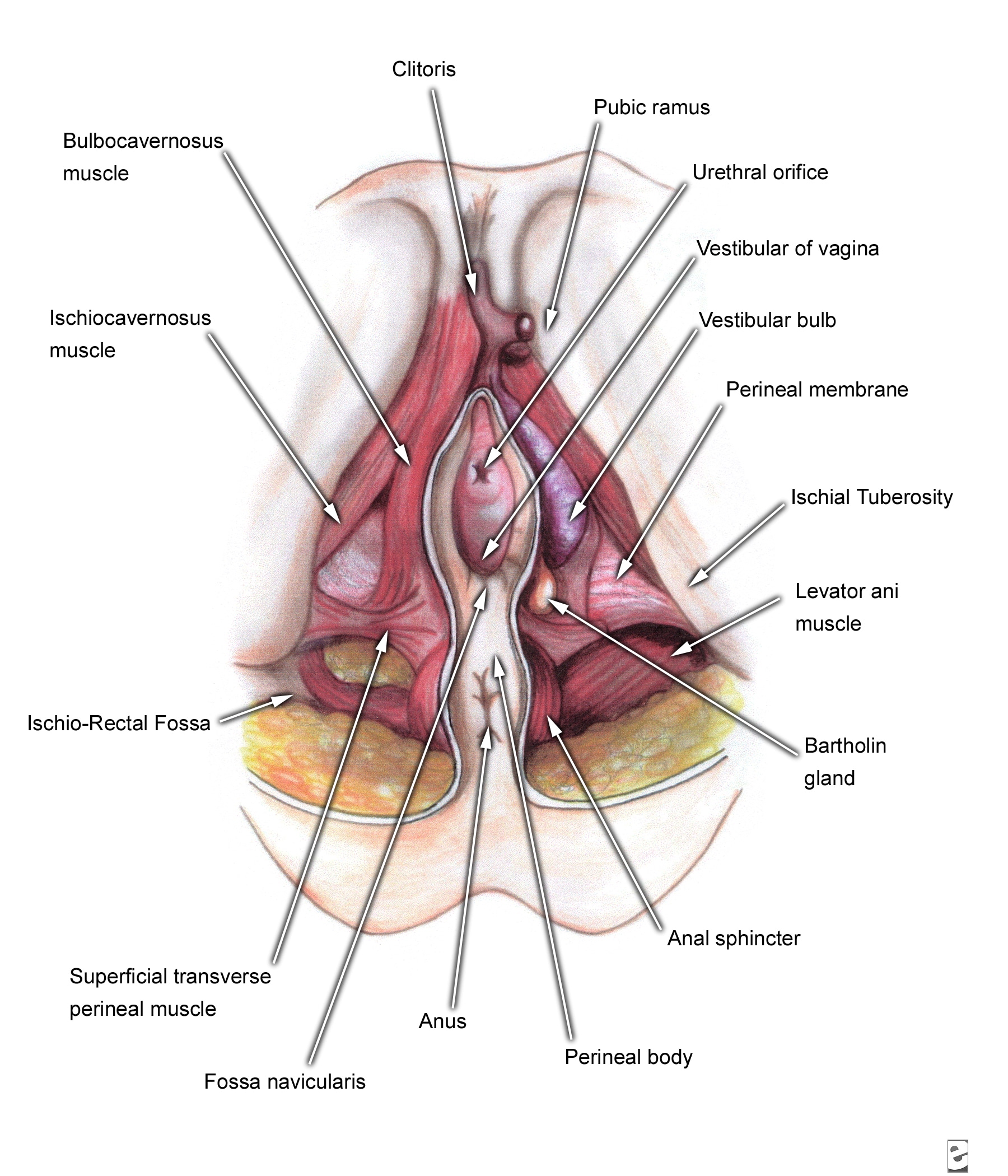 Female External Genitalia Vagina Normal Vulva Diagram Drawing