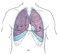 Relationship of the anatomy of the human thorax to