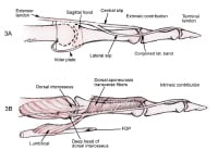 Extensor Tendon Lacerations: Background, History Of The Procedure ...