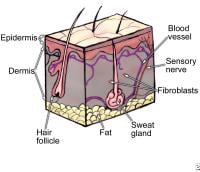 Merkel Cell Carcinoma and Rare Appendageal Tumors