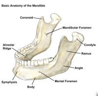 Mandibular Fracture Imaging: Overview, Radiography, Computed Tomography