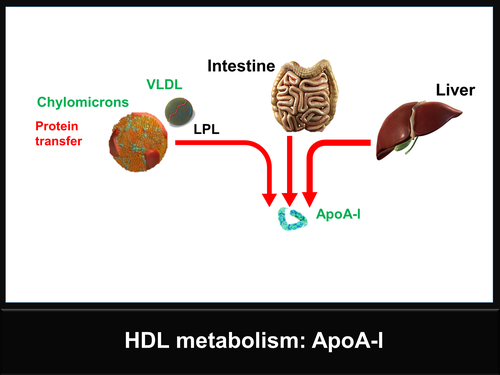 Liver Imaging with MRI