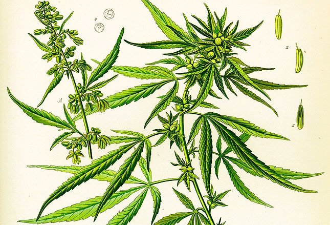 A Clinician's Guide to Medical Marijuana