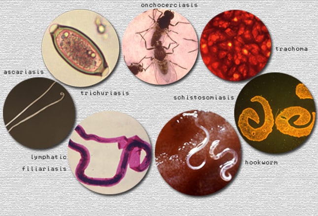 The Most Neglected Tropical Diseases (That You Should Know About)