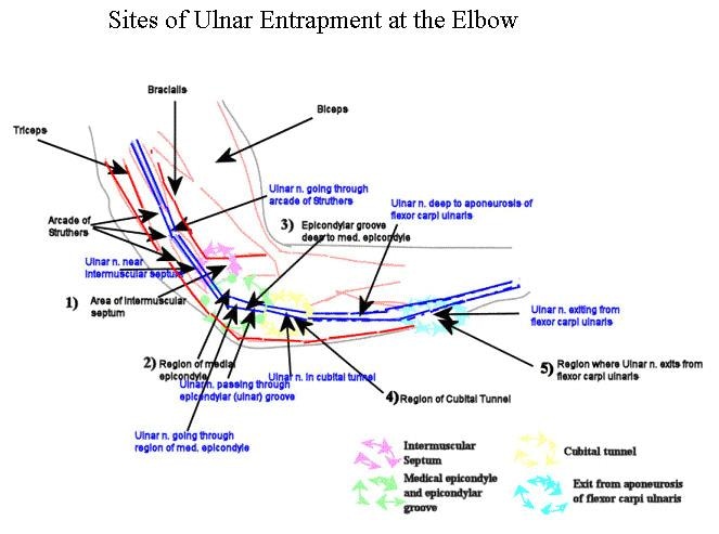 Ulnar Nerve Motor  Innervation impremedia net