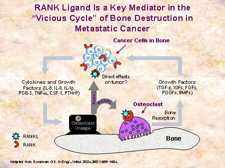 Rank Ligand; Tumor Necrosis Factor Ligand Superfamily Member 11