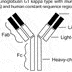 Rituximab