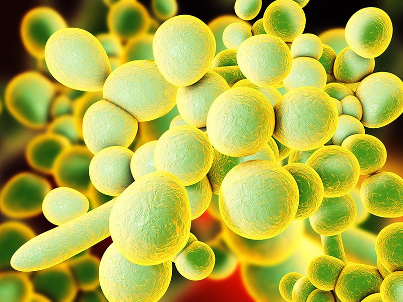 Cdc Updates Guidance As Candida Auris Cases Grow 