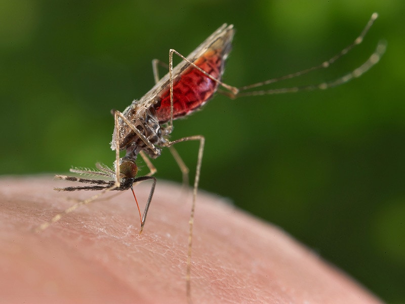 Malaria Deaths Have Dropped Sharply Since 2000