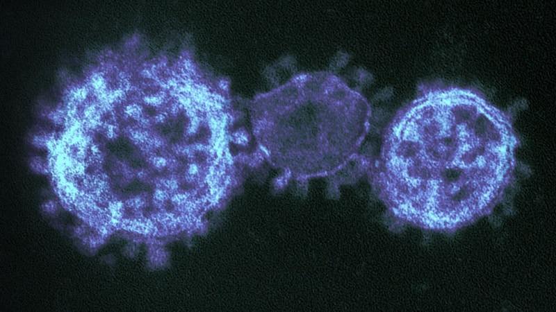 The oral antiviral stops SARS-CoV-2 in its wake