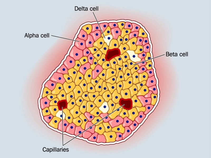Инсулин синтезируется клетками островков лангерганса. Бета клетки поджелудочной железы. Островки Лангерганса поджелудочной железы. Альфа и бета клетки поджелудочной железы. Клетки островков Лангерганса.