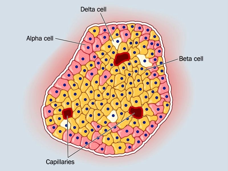 New Members Found in a Transcription Factor Complex That Maintains Beta Cells