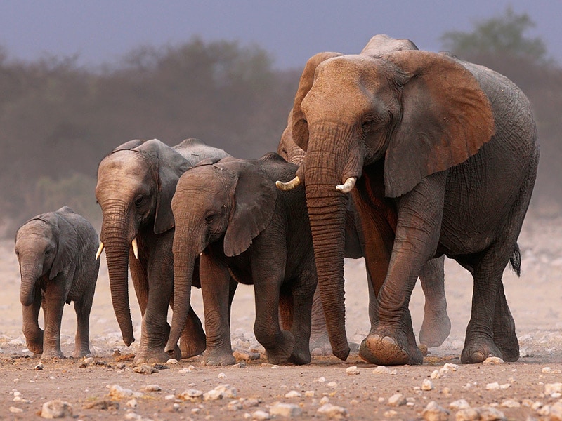 Why Elephants Don't Get Cancer, at Least Not Often