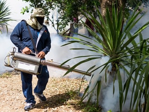 Chikungunya Has Spread to 1.7 Million Cases in the Americas