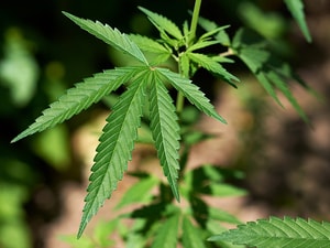 Cannabidiol Effective and Safe at 3 Months for Epilepsy