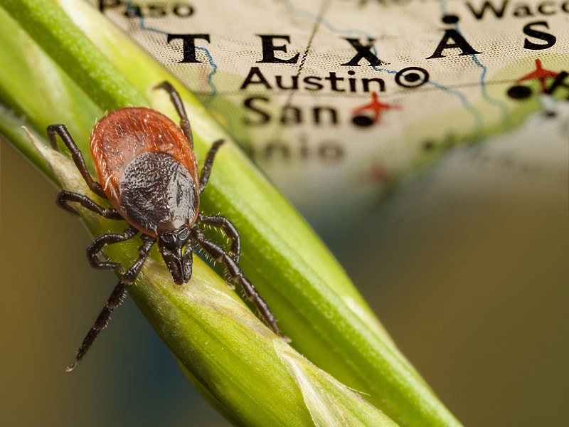 Born and Bred: What Makes a Texas Panhandle Native Tick?