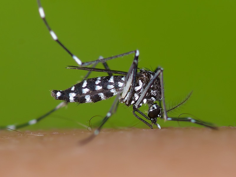 CDC Issues Interim Guidance on Congenital Zika Virus Infection