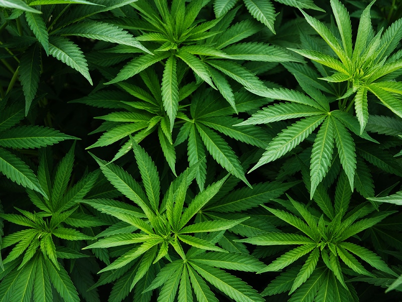 Topline Results Positive for Cannabidiol in Lennox-Gastaut