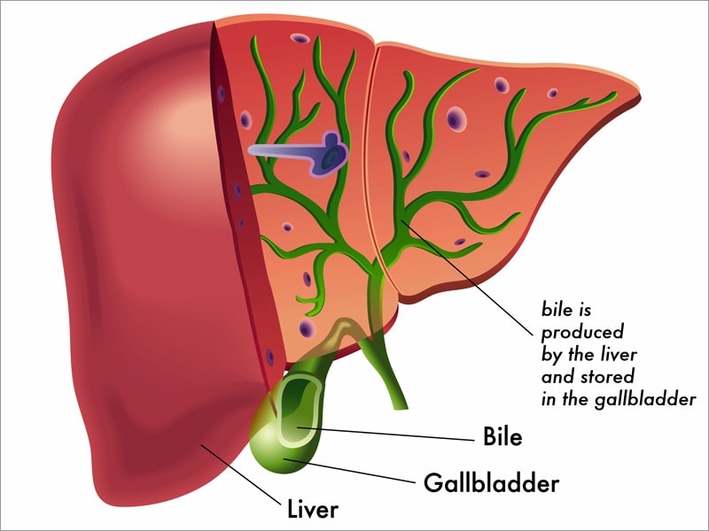 Liver Bile Duct