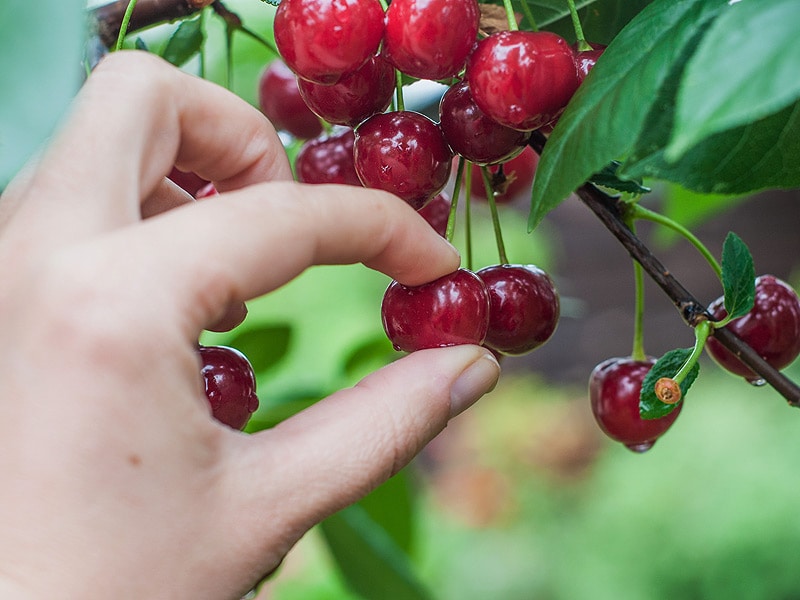 What Does Cherry Picking Mean In Slang