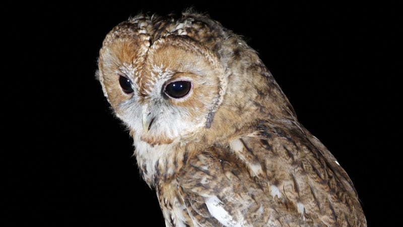 Night Owls With Diabetes Have More Sedentary Lifestyle Than Larks