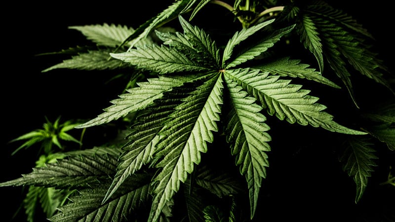 1 jeune adulte sur 5 déclare consommer de la marijuana : enquête