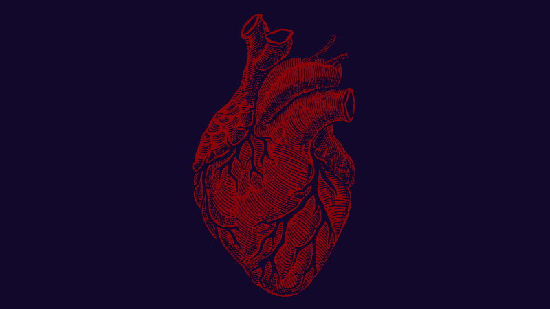 dt 211105 human heart 800x450.