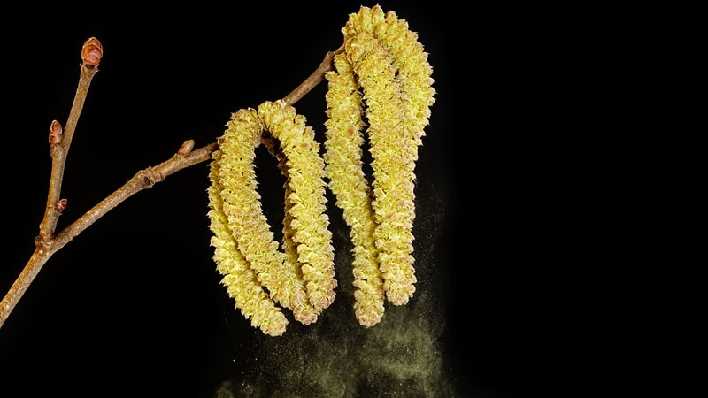 Quand une réaction allergique aux aliments végétaux crus est-elle due au pollen des arbres ?
